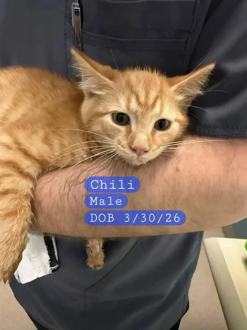 A baby medium-sized male Orange / Red Domestic Short Hair cat named Chili for adoption in Holbrook, NY
