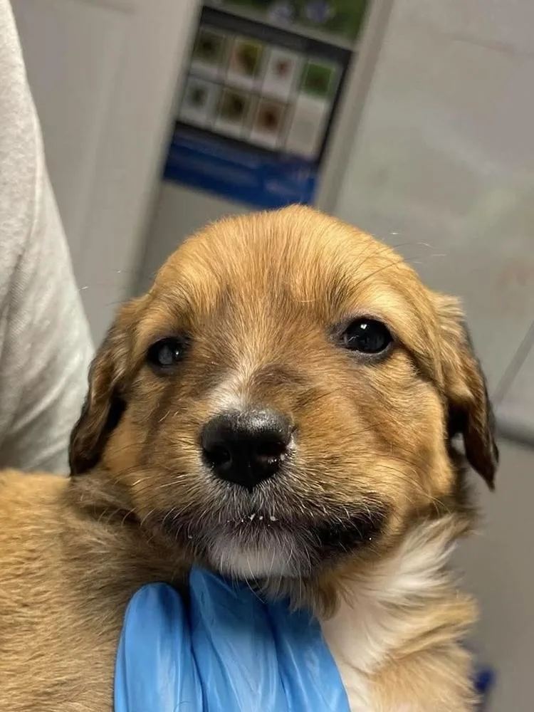 A baby small-sized male Jack Russell Terrier dog named Elio for adoption in Bolivar, MO