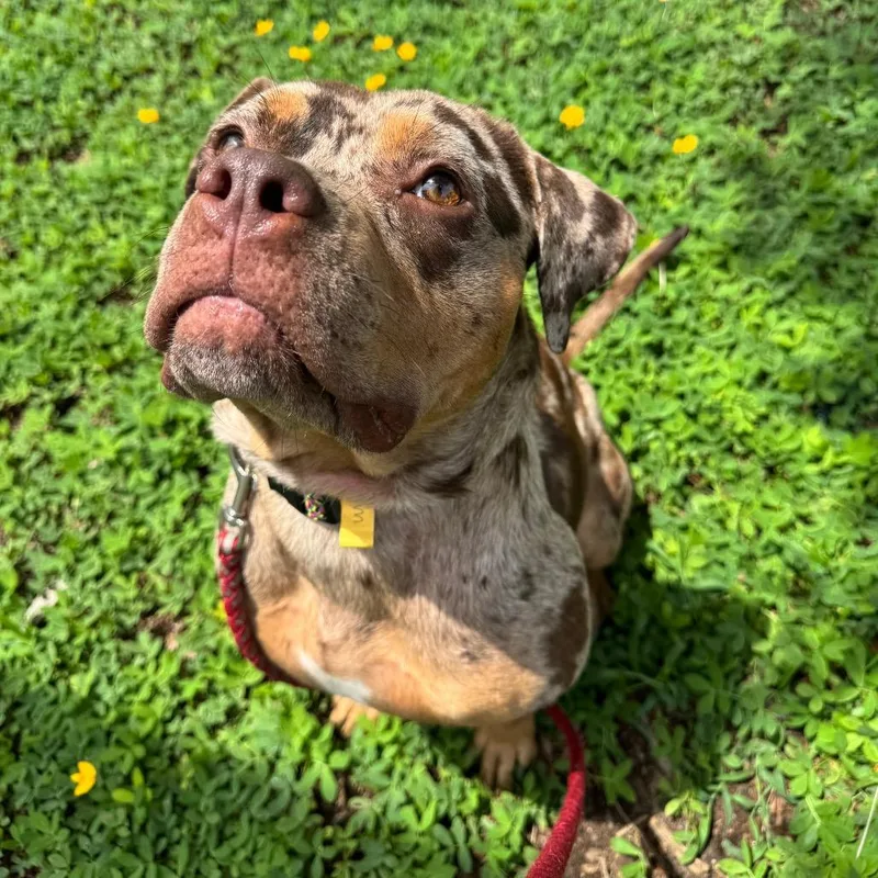 An adult medium-sized female Brown / Chocolate Mixed Breed dog named Spam for adoption in Jacksonville, FL