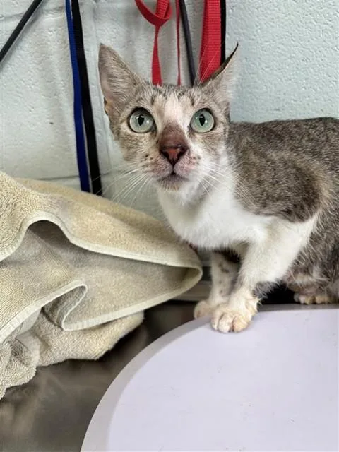 An adult medium-sized female Domestic Short Hair cat named Magenta for adoption in Corpus Christi, TX