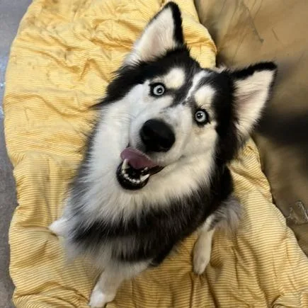An adult medium-sized female Black Siberian Husky dog named Savannah Bananas for adoption in Baltimore, MD