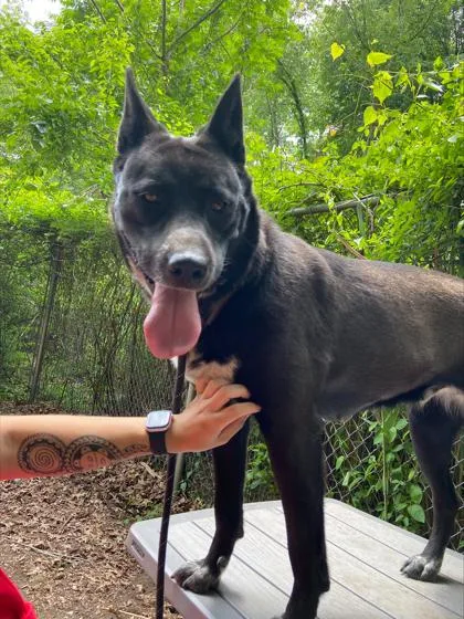 An adult large-sized female Mixed Breed dog named Juno for adoption in West Chester, PA