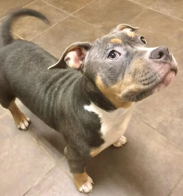 An adult medium-sized female American Staffordshire Terrier dog named Penelope for adoption in Des Moines, IA