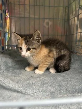 A baby small-sized female Domestic Short Hair cat named Minnow for adoption in Gainesville, FL
