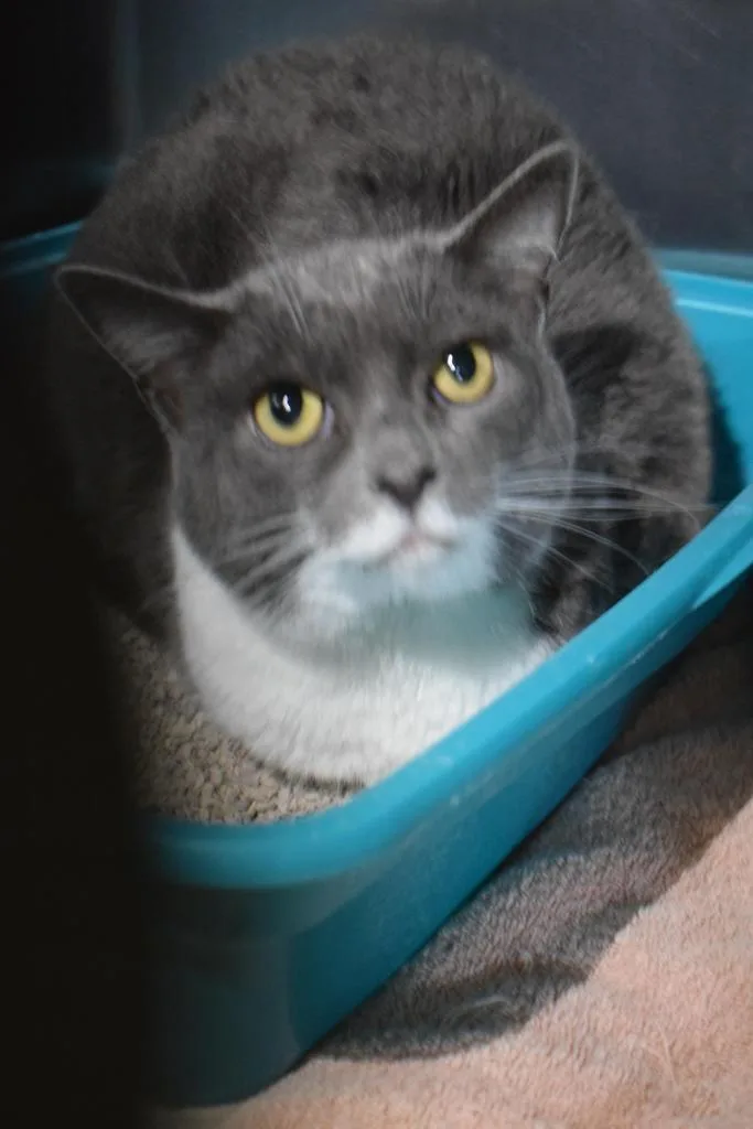 Chandler thumbnail 2