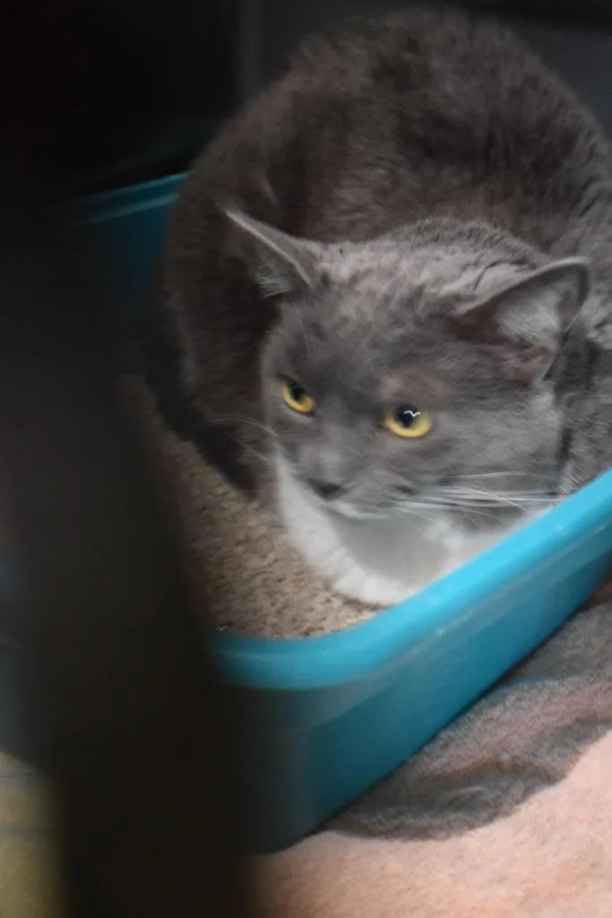 Chandler thumbnail 3