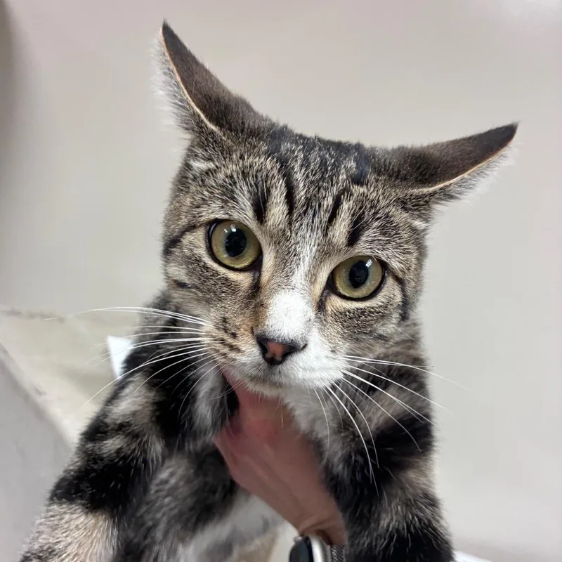 A young medium-sized female Domestic Short Hair cat named Quinn for adoption in Reno, NV