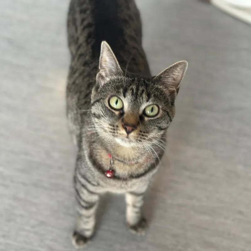 A young small-sized female Domestic Short Hair cat named Regina for adoption in Port Washington, NY