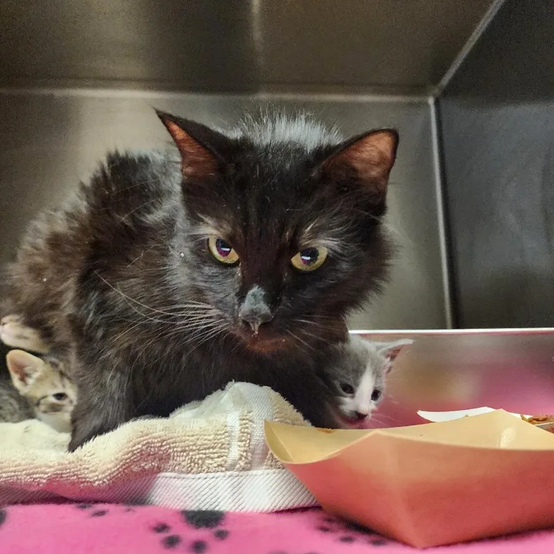 An adult small-sized female Black Domestic Medium Hair cat named Lulu for adoption in Evensville, TN