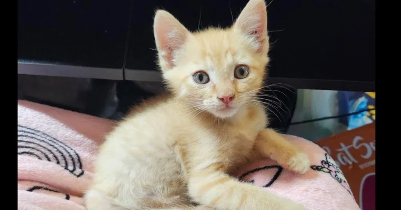 A baby small-sized male Tabby (Orange / Red) Domestic Short Hair cat named Edwin for adoption in Bellevue, NE