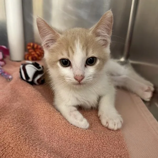 A baby small-sized male Domestic Short Hair cat named Reese's Pieces for adoption in Walnut Creek, CA