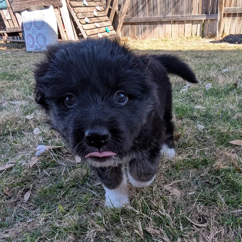 Kerrygold thumbnail 2