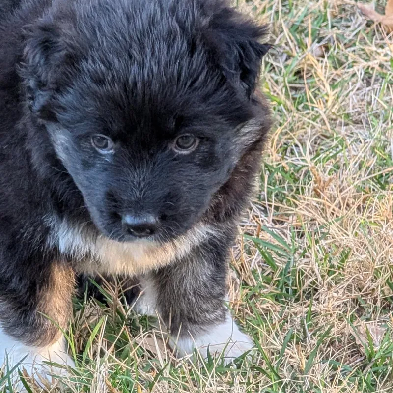 Kerrygold thumbnail 3