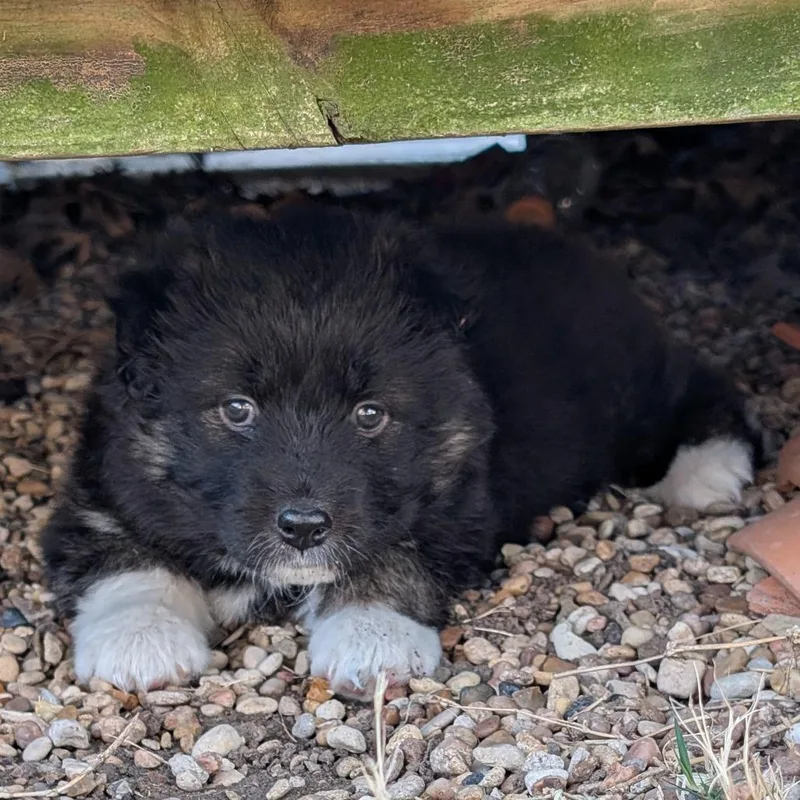 Kerrygold thumbnail 4