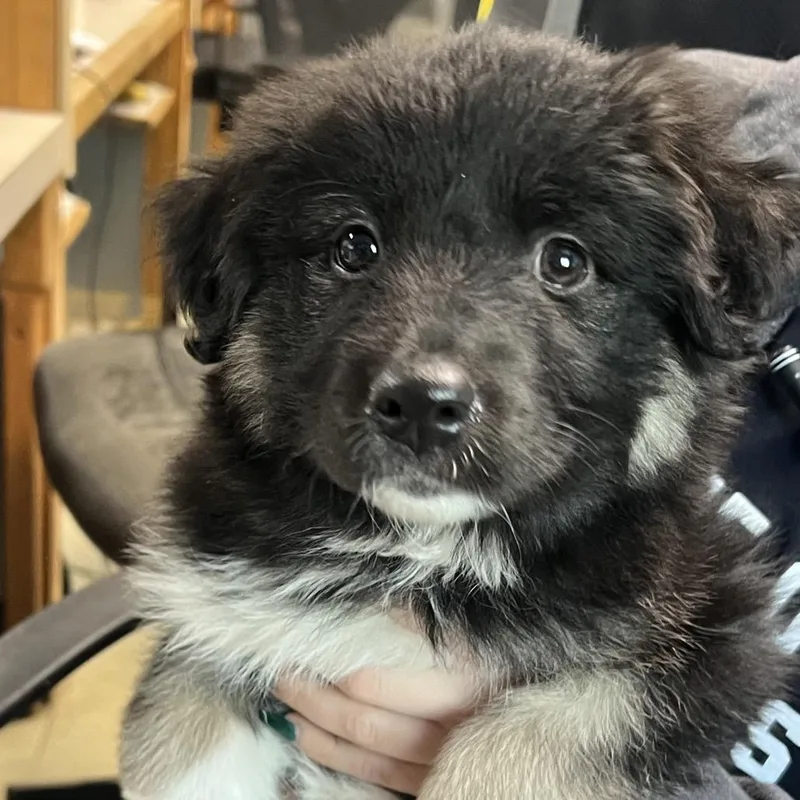 Kerrygold thumbnail 5