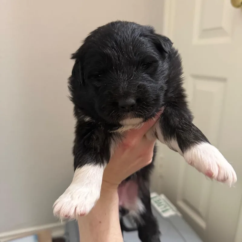 Kerrygold thumbnail 6