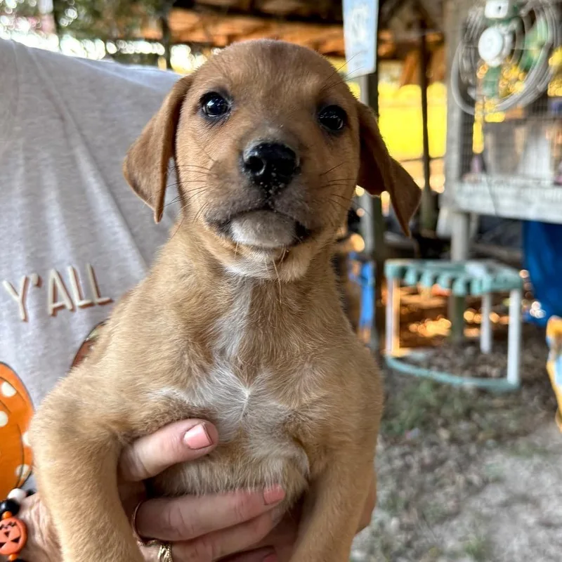 A baby small-sized male Mixed Breed dog named Acorn for adoption in Aberdeen, NC