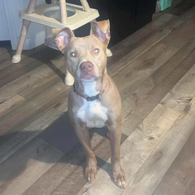 A young small-sized female Apricot / Beige Pit Bull Terrier dog named Sarabi for adoption in Lynchburg, VA