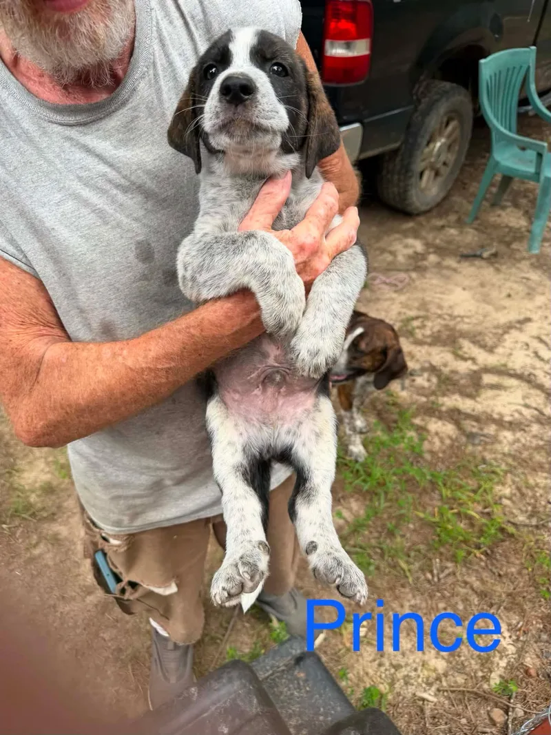 Prince