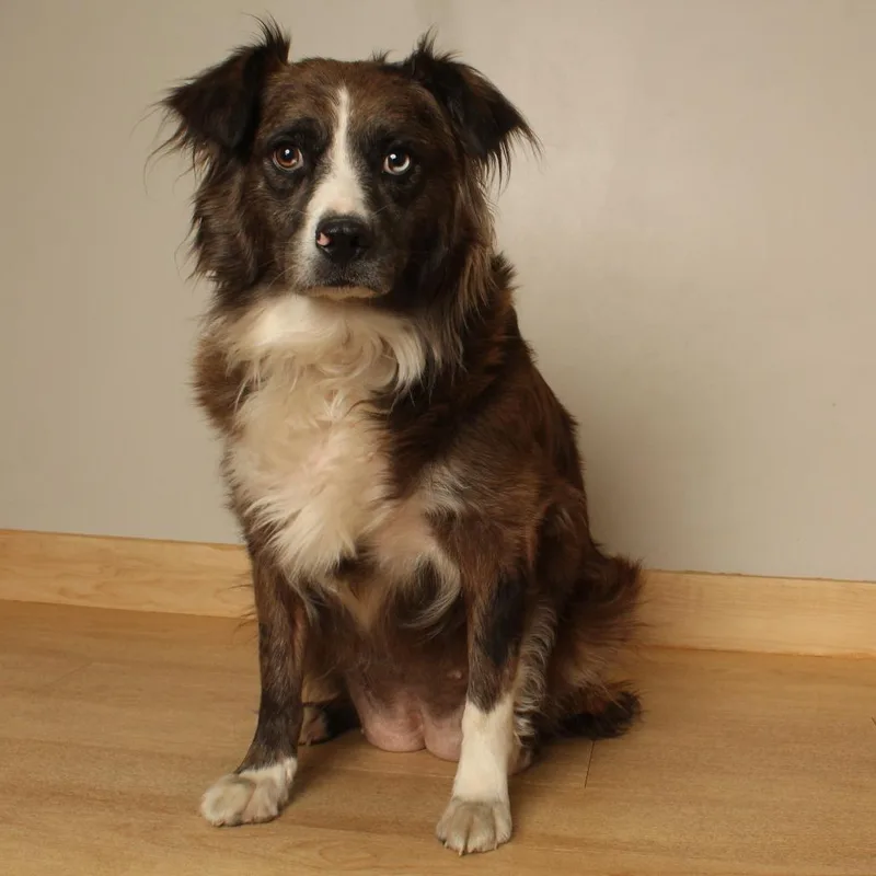 An adult large-sized female Brown / Chocolate Australian Shepherd dog named Paxie D for adoption in Minnetonka, MN