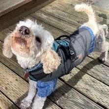A senior small-sized female White / Cream Miniature Poodle dog named Jillie for adoption in Bellingham, WA