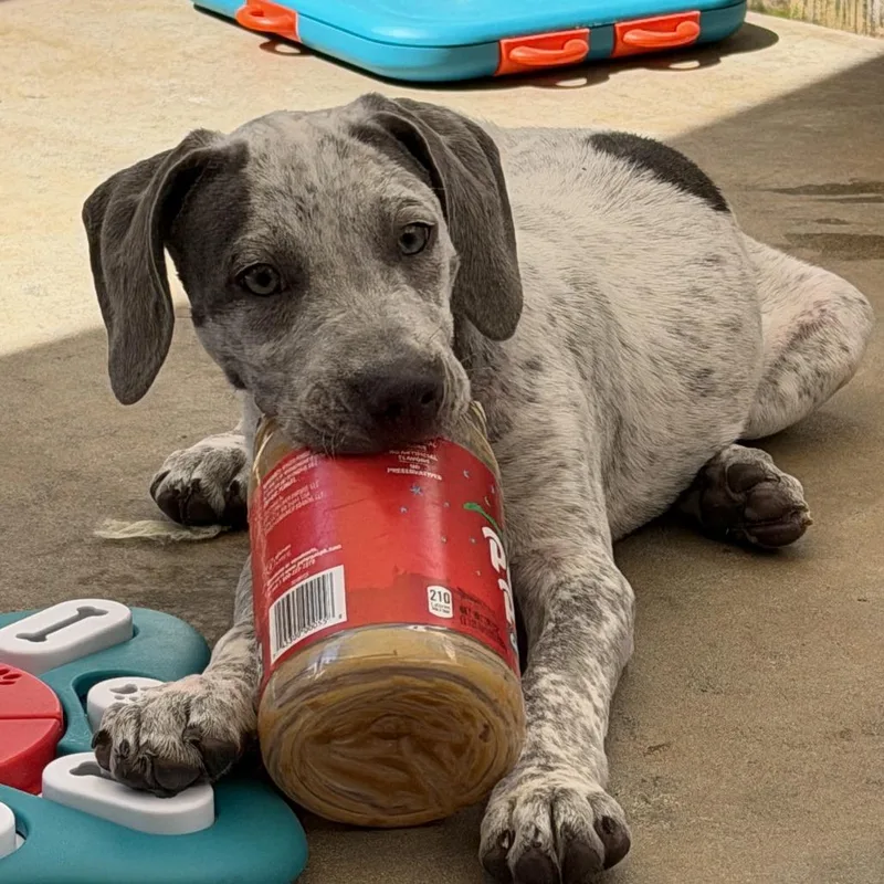 A baby medium-sized male White / Cream German Shorthaired Pointer dog named Ronnie for adoption in Freeport, FL