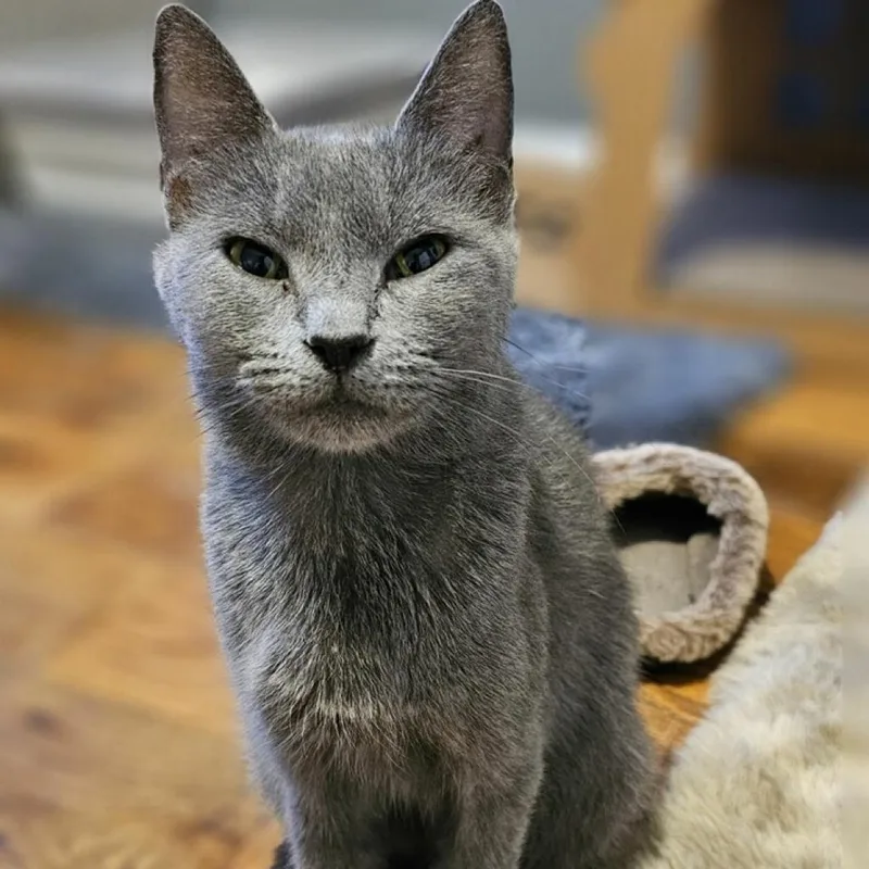 Mama Junebug thumbnail 2