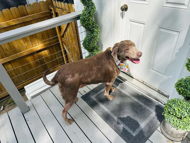 An adult extra large-sized male Labrador Retriever dog named Boston for adoption in Lewisville, IN