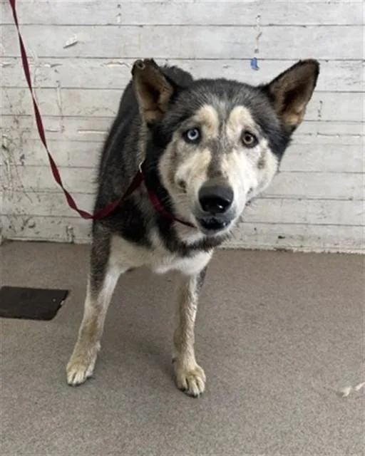 An adult large-sized male Siberian Husky dog named Lobo for adoption in San Bernardino, CA