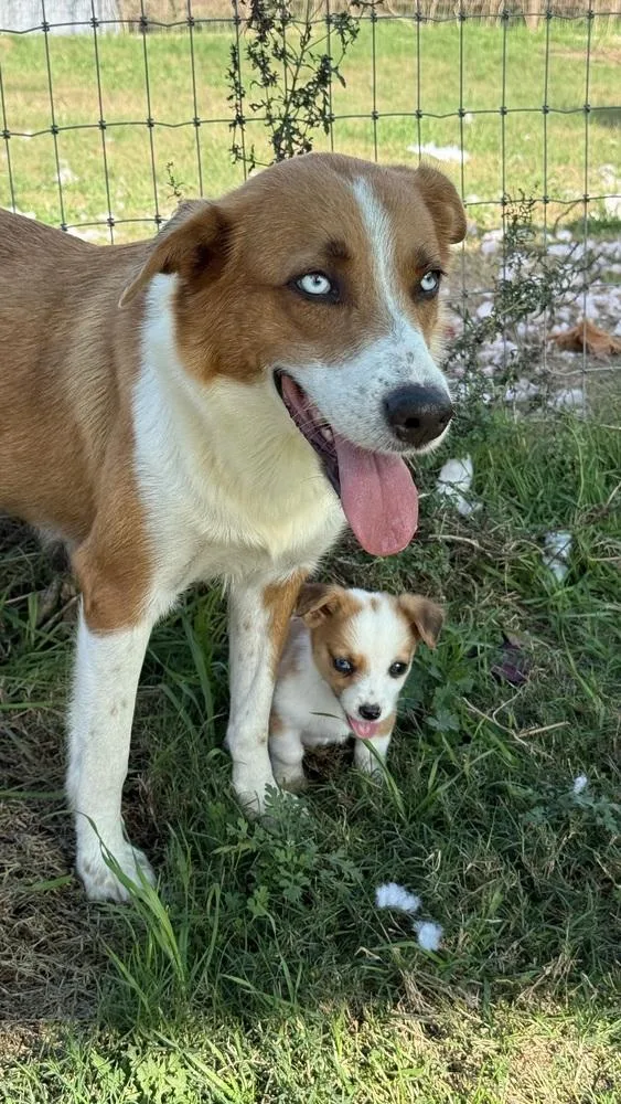 Sparkling Rosé thumbnail 3