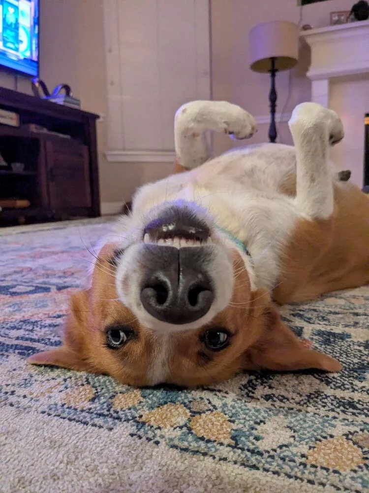 Sparkling Rosé thumbnail 6