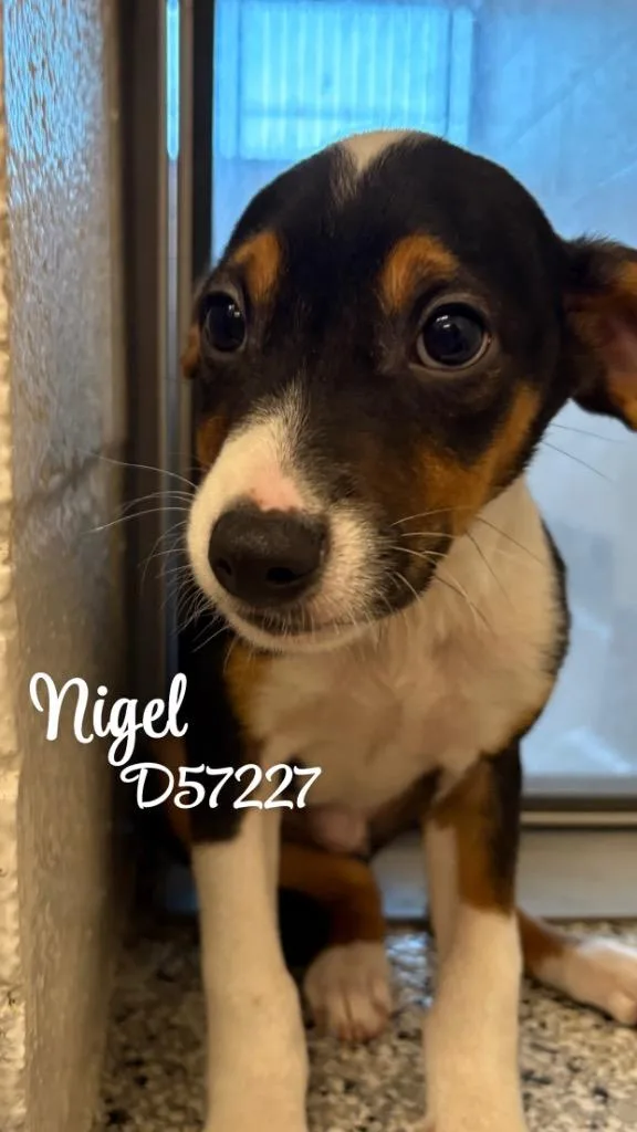 Nigel