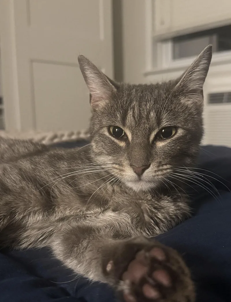 A young medium-sized female Domestic Short Hair cat named Dove for adoption in South Ozone Park, NY