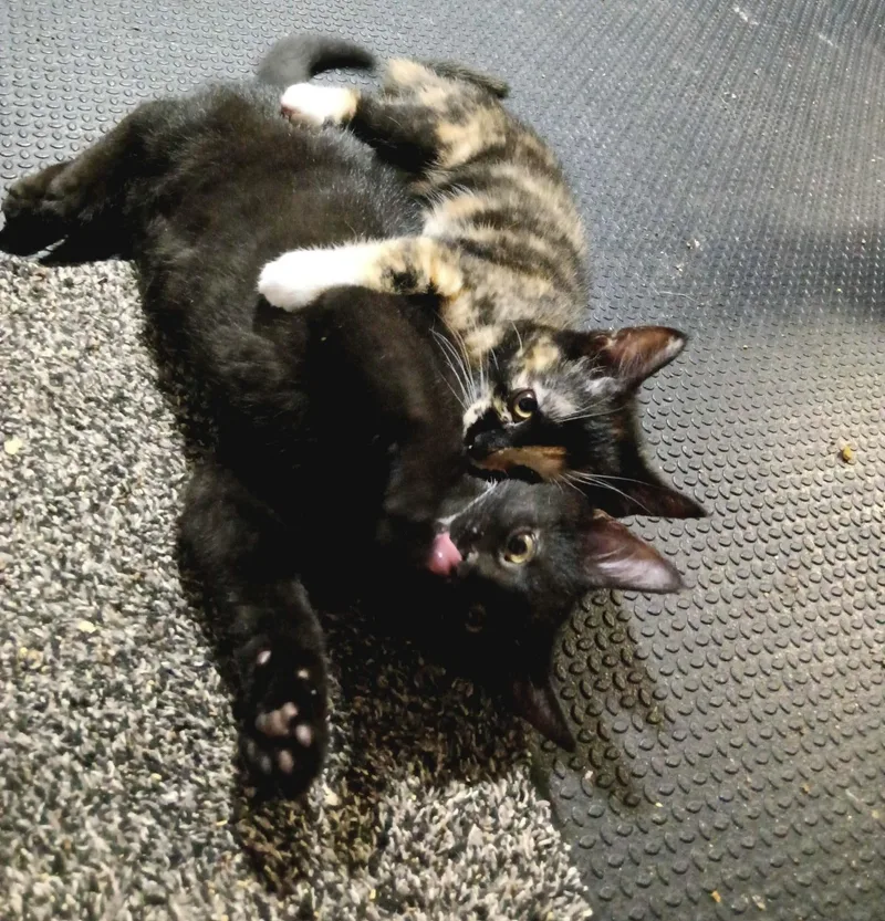 A baby small-sized male Black Domestic Short Hair cat named Matteo for adoption in Indianapolis, IN