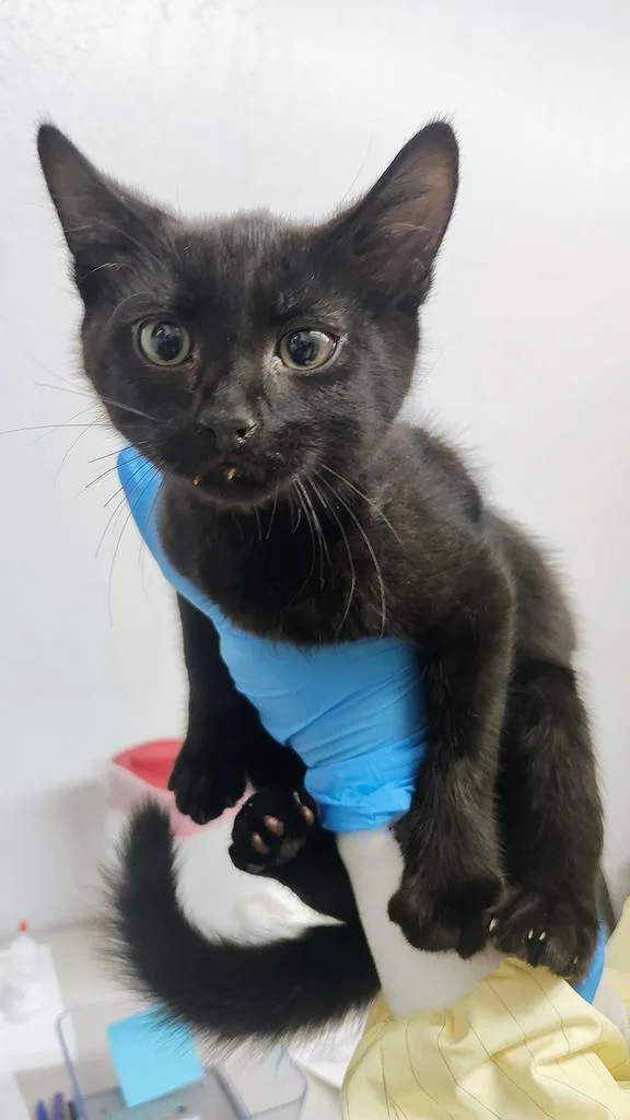 A baby small-sized male Domestic Short Hair cat named Walla Walla for adoption in Grants Pass, OR