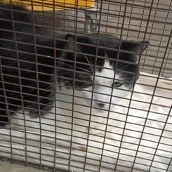 An adult extra large-sized male Domestic Short Hair cat named Leo for adoption in Rapid City, SD