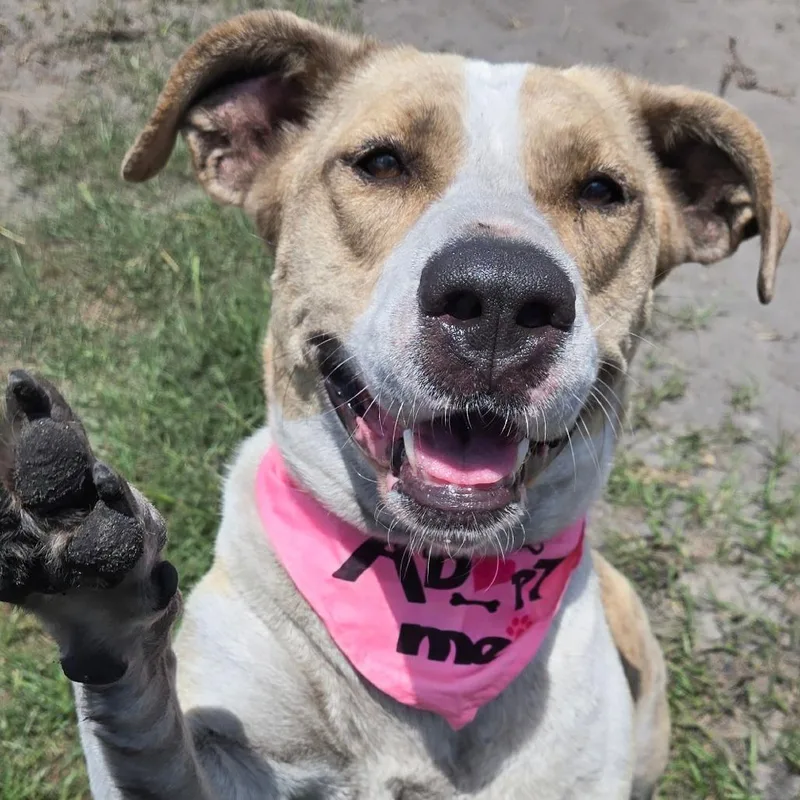 An adult large-sized female White / Cream American Bulldog dog named Alibi for adoption in Ocala, FL