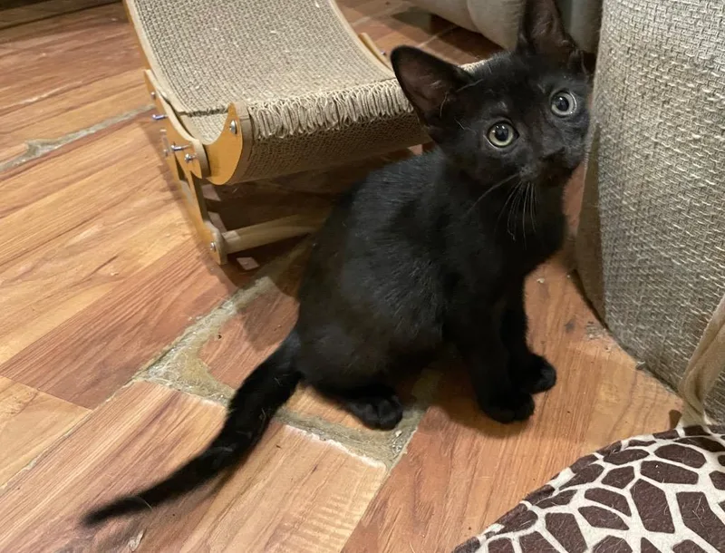 A baby medium-sized male Domestic Short Hair cat named Artemis for adoption in Gorham, ME