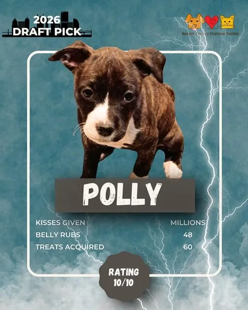 A baby small-sized female German Shepherd Dog dog named Polly for adoption in Aliquippa, PA