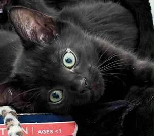 A baby medium-sized male Domestic Short Hair cat named Astro for adoption in Raleigh, NC