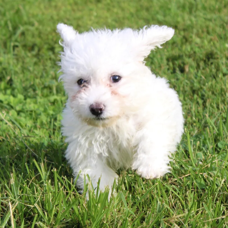 Chester thumbnail 3