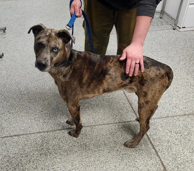 A young medium-sized male Mixed Breed dog named Eli for adoption in Muskegon, MI