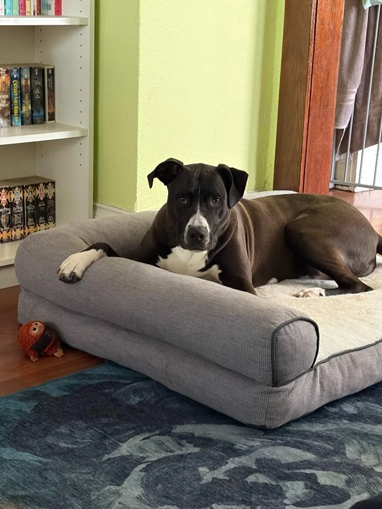 A young large-sized male Pit Bull Terrier dog named Mookie for adoption in Minneapolis, MN