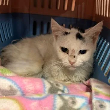 A young small-sized female White Domestic Short Hair cat named Stella for adoption in Abingdon, MD