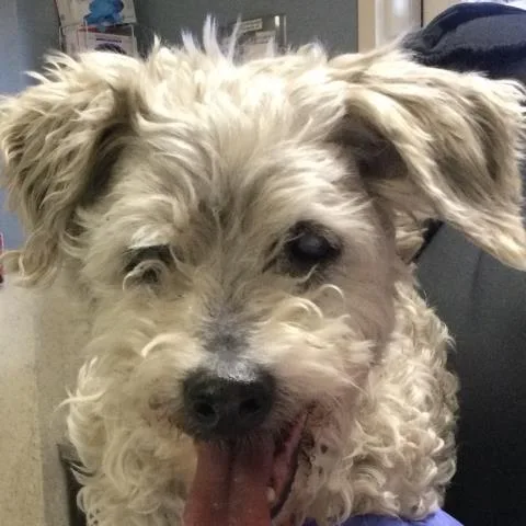 An adult small-sized male Poodle dog named Miffy for adoption in Riverside, CA