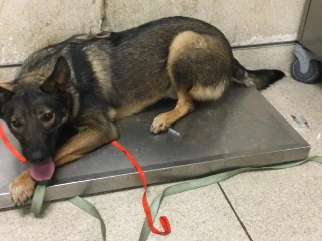 A young medium-sized male German Shepherd Dog dog named Ricky for adoption in Riverside, CA