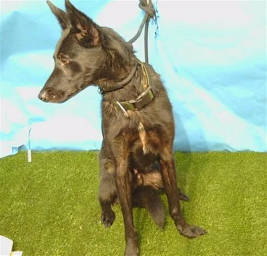 An adult medium-sized male Belgian Shepherd / Malinois dog named Gengo for adoption in Gardena, CA
