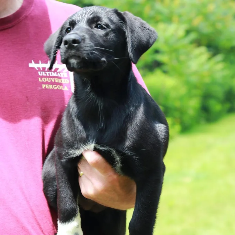 A baby medium-sized female Black Labrador Retriever dog named CT Prada for adoption in Stormville, NY