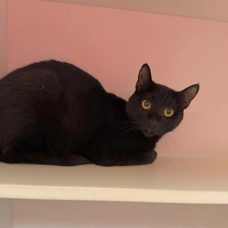 An adult small-sized female Black Domestic Short Hair cat named Hyacinth for adoption in Kanab, UT