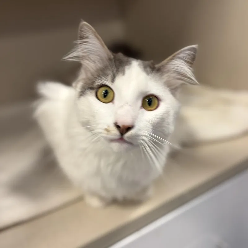 A young large-sized male Gray / Blue / Silver Domestic Short Hair cat named Tac for adoption in Rifle, CO